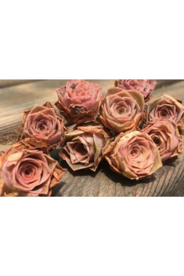 Ayc Botanik 10 Adet Greenovia Aurea Pink Rose Succulent Tohumu - 2
