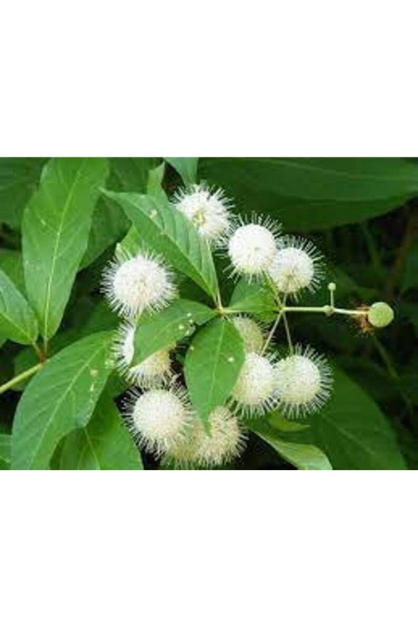 Ayc Botanik 10 Adet Buttonbush Tohumu - 3