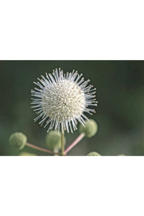 Ayc Botanik 10 Adet Buttonbush Tohumu