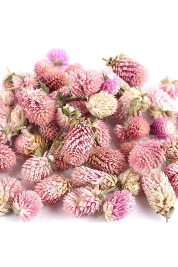 10 Adet Unique Pink Salmon Gomphrena Tohumu