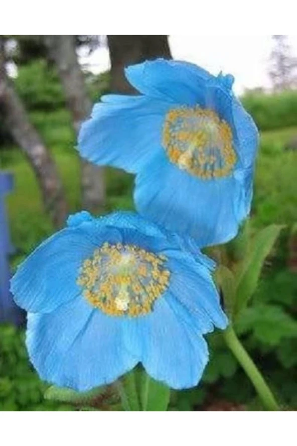 10 Adet Blue Hımalayan Poppy Tohumu