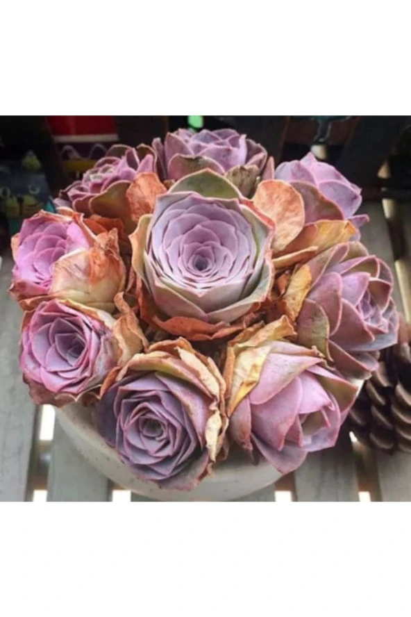 Ayc Botanik 10 Adet Greenovia Aurea Pink Rose Succulent Tohumu
