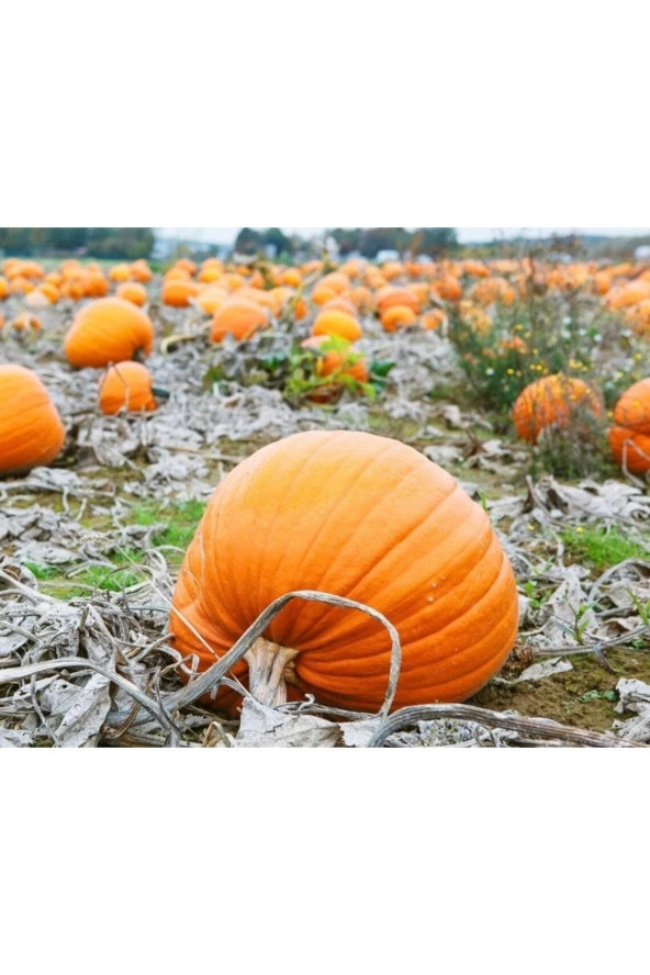 Ayc Botanik 5 Adet Giant Pumpkin - Bambino Bal Kabağı Tohumu ürün görseli