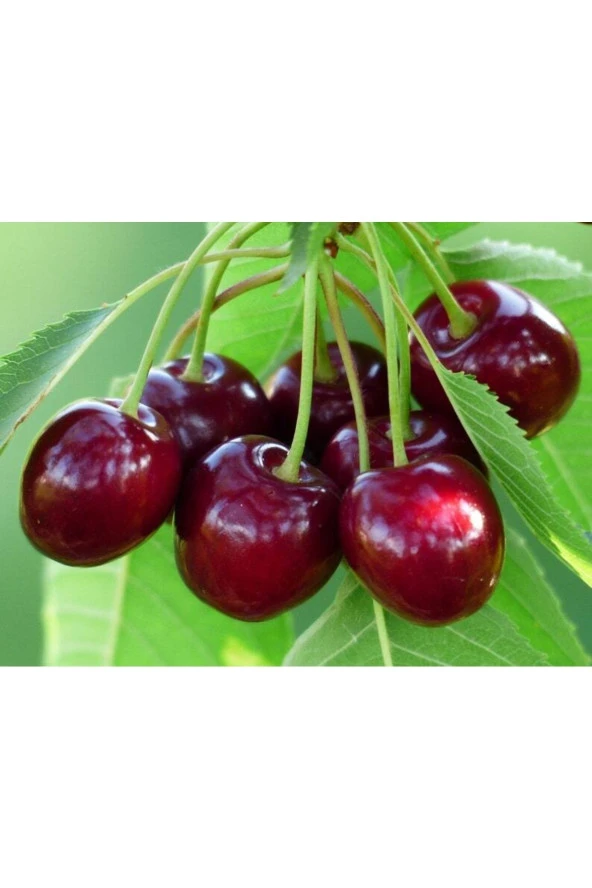 10 Adet Black Cherry (kiraz) Tree Tohumu