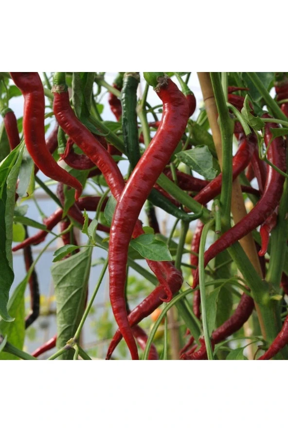 Ayc Botanik 20 Adet Big Chili Biber Tohumu