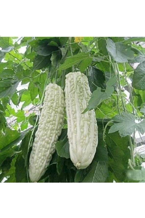 10 Adet White Large Bitter Kavun Tohumu