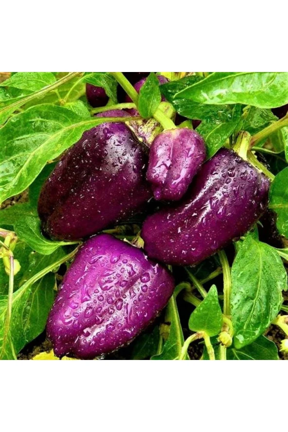 Ayc Botanik 20 Adet Purple Bell Biber Tohumu - 2