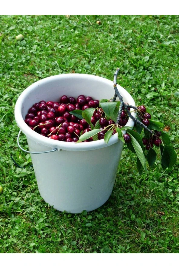 Ayc Botanik 10 Adet Black Cherry (kiraz) Tree Tohumu - 3