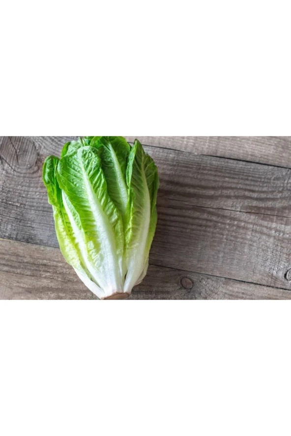 100 Adet Parris Island Romaine Marul Tohumu