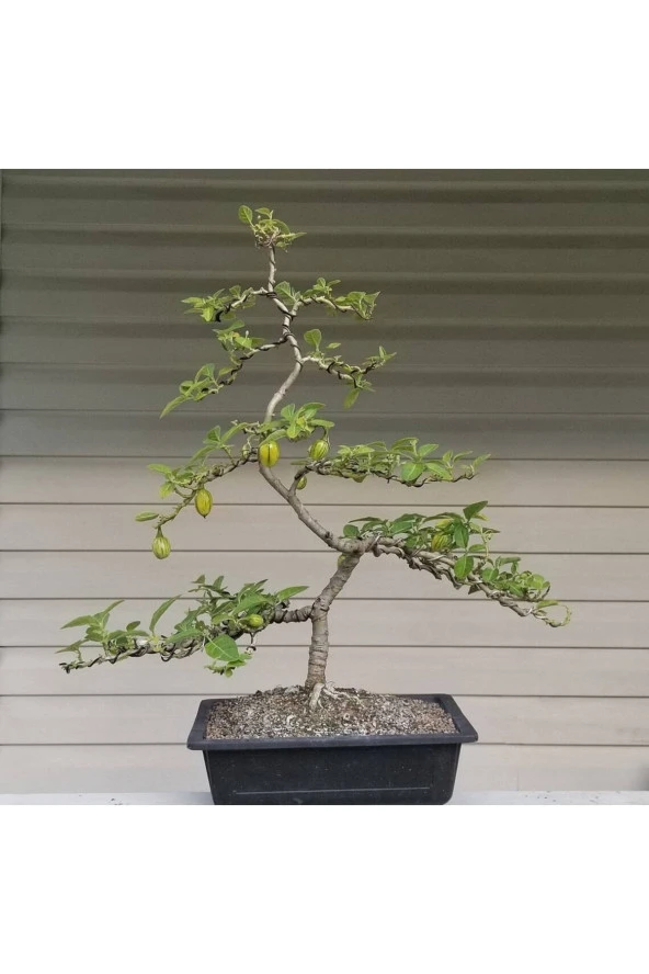 Ayc Botanik 20 Adet Striped Togo Patlıcan Tohumu