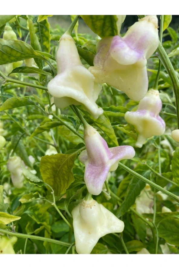 10 Adet White Baccatum Premium Biber Tohumu