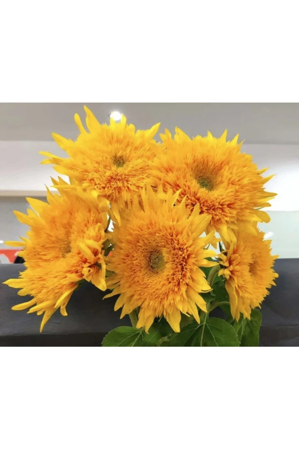 15 Adet Garden Sun Flower Gold Dwarf Tohumu