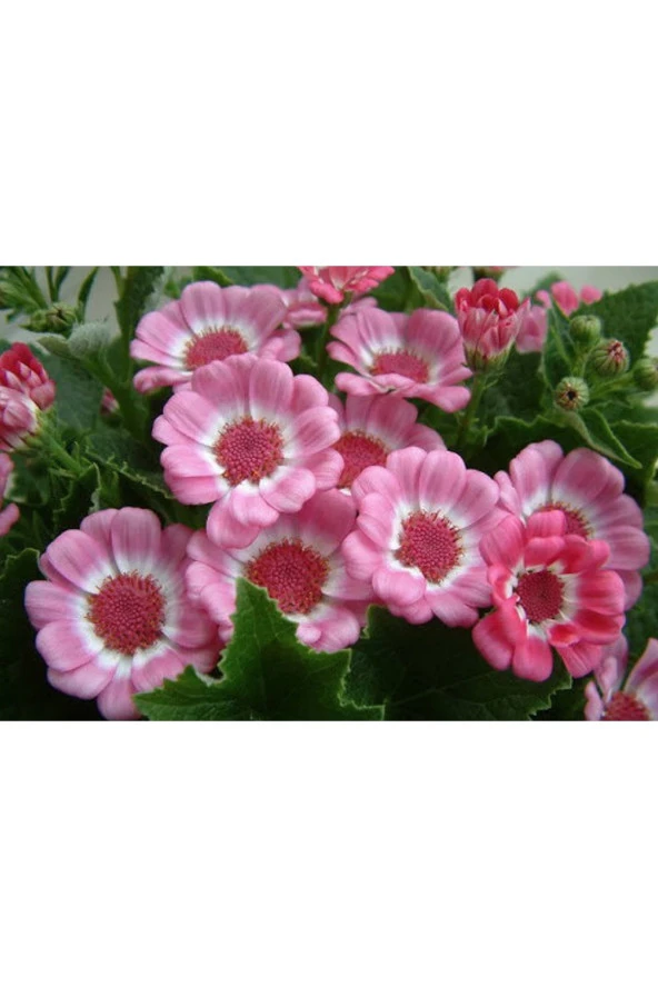 20 Adet Cineraria Mix Color Flower Tohumu
