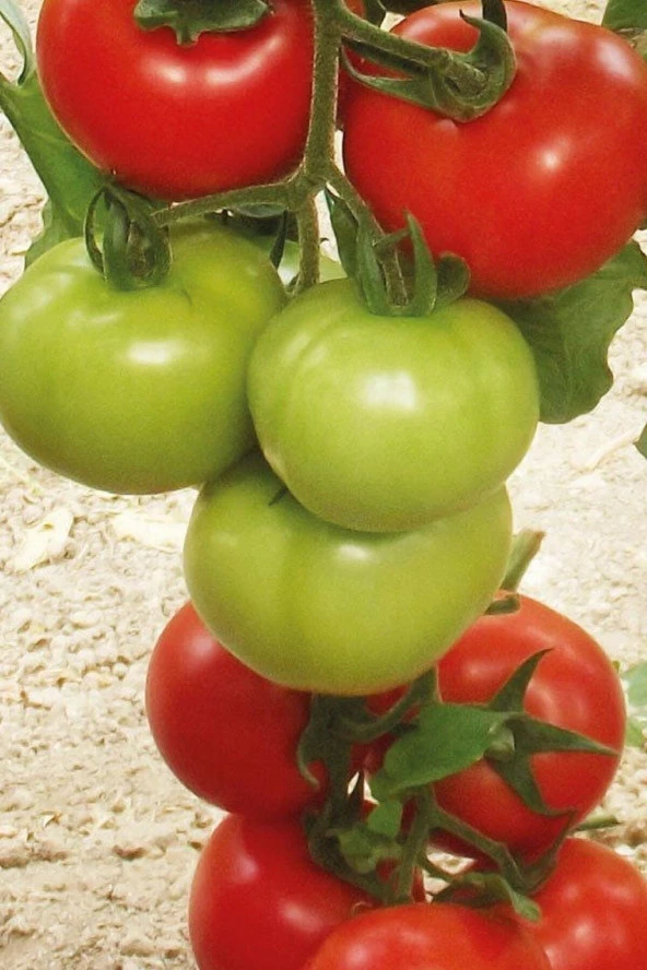 Beşdeli Salkım Domatesi Tohumu / 20+ Adet Tohum