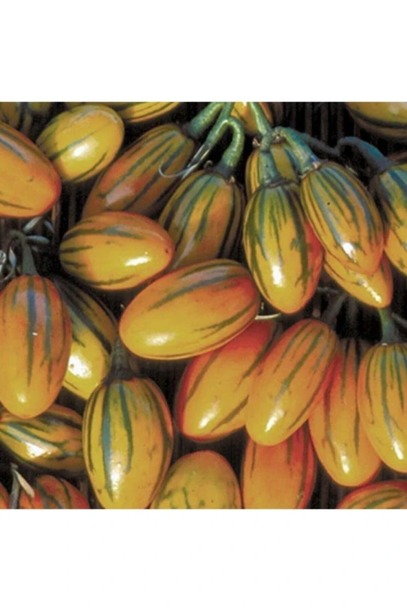 20 Adet Çizgili Togo Patlıcan Tohumu