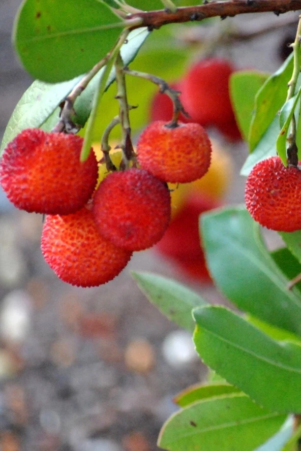 Ayc Botanik Yabani Dağ Çileği Tohumu / 40 Adet Dağ Çileği Tohumu - 4