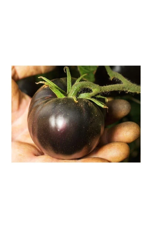 Siyah Domates Tohumu 20 Adet Tohum Black Tomato