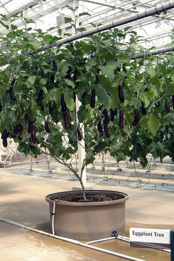 Ayc Botanik Ithal Çin Patlıcan Ağacı Tohumu Eko Paket / 70+ Adet Tohum