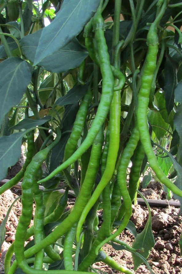 Ayc Botanik Sivri Acı Kıl Biber Tohumu / 10+ Adet Biber Tohumu