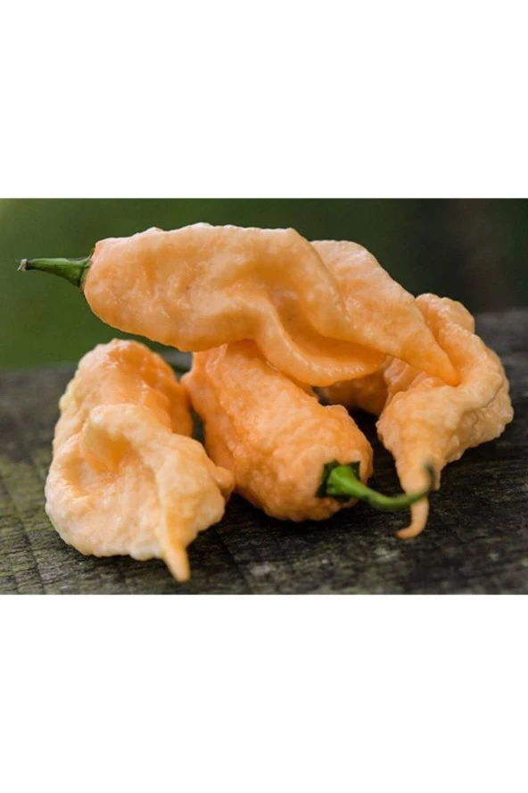 Ayc Botanik Sarı Bhut Jolakia Acı Biber Tohumu 10 Adet