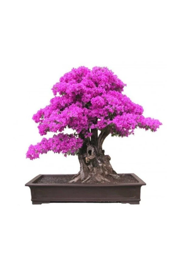 Bodur Mersin Bonzai Ağacı Tohumu 10 Adet Bonsai Ağacı Tohumu