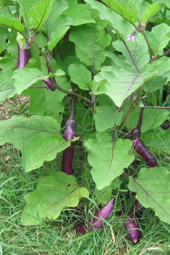 Ayc Botanik Mor Tayland Patlıcan Tohumu / 5+ Adet Tohum