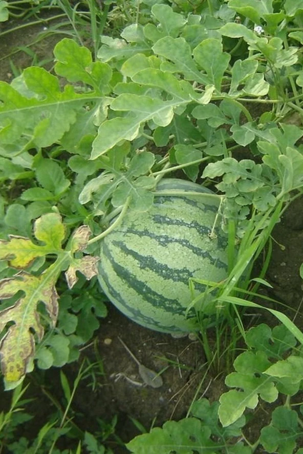 Ayc Botanik Sarı Karpuz Tohumu 30 Adet - 2