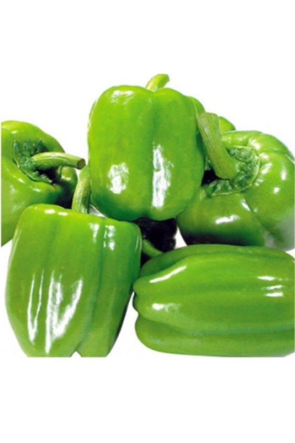 Ayc Botanik 10 Adet Yeşil Dolmalık Biber Tohumu