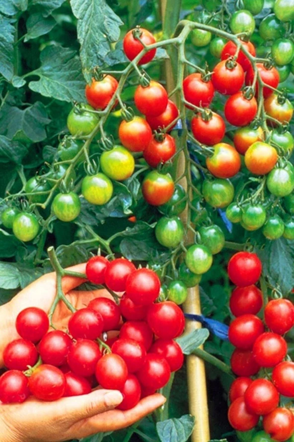 Salkım Cherry Domates Tohumu / 5+ Adet Tohum