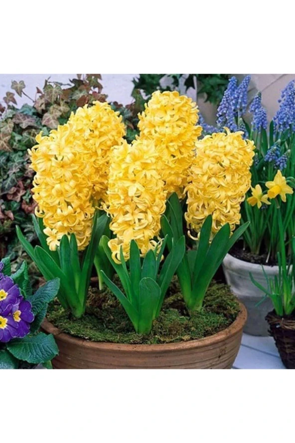 Ayc Botanik Sarı Sümbül Tohumu