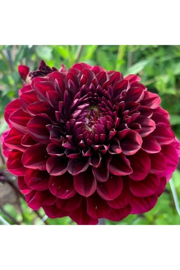 10 Adet Bordo Renkli Kirli Hanım Çiçeği Tohumu Kokulu