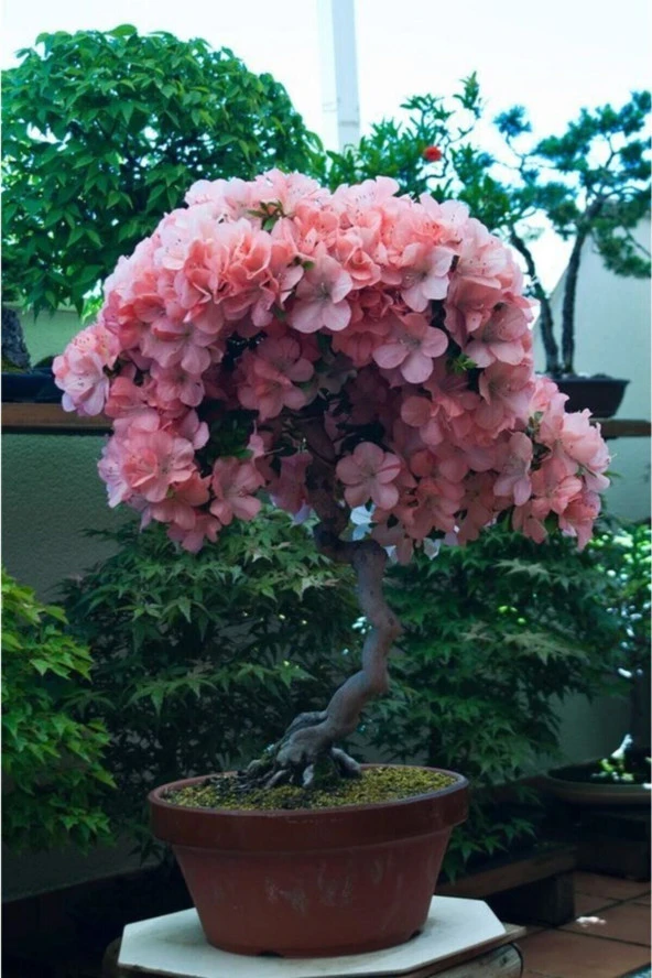 Pembe Çiçekli Azalea Bonsai Ağacı Tohumu-10 Adet
