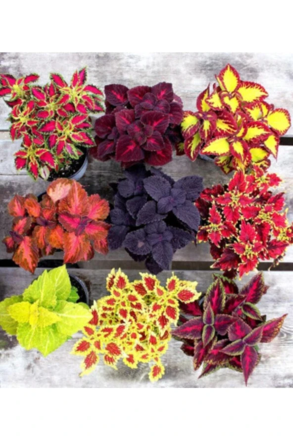 Ayc Botanik 9'lu Tam Takım Kolyos Yaprağı Tohumu (yaprağıgüzel) 100 110 Adet