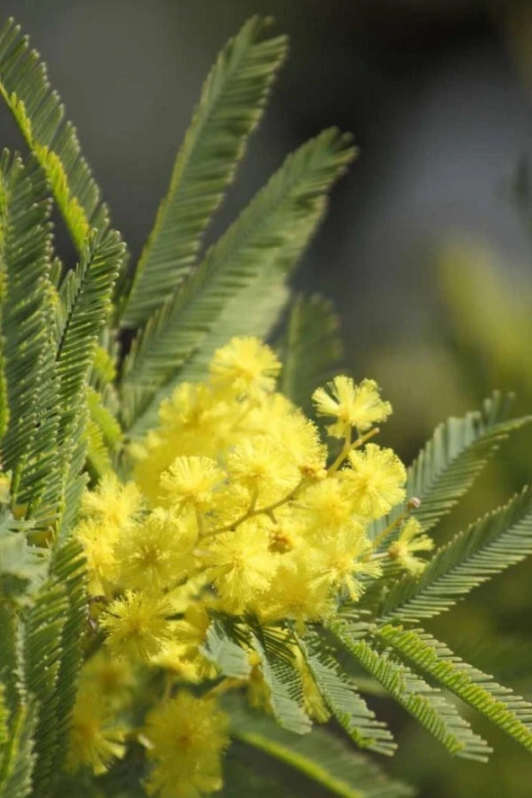 Ayc Botanik Sarı Mimoza Ağacı Tohumu / 5 Adet Tohum - 2