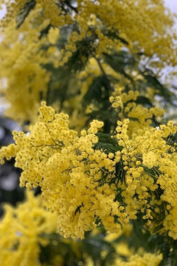 Ayc Botanik Sarı Mimoza Ağacı Tohumu / 5 Adet Tohum - 3
