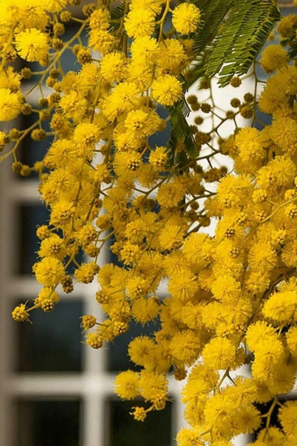 Ayc Botanik Sarı Mimoza Ağacı Tohumu / 5 Adet Tohum - 4