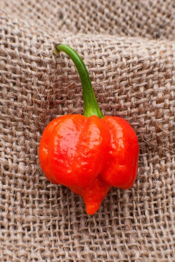 Ayc Botanik Dünyanın En Acısı Trinidad Scorpion Biber Tohumu / 10 Adet Tohum