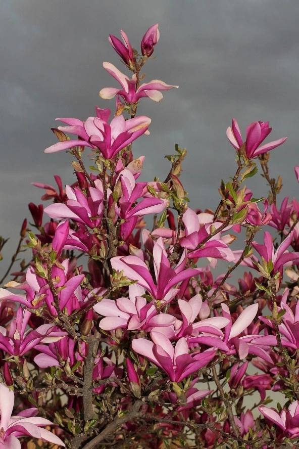 Ayc Botanik Yaprak Döken Pembe Manolya Ağacı Tohumu / 3 Adet Tohum