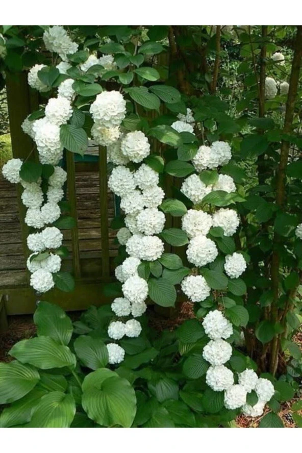 Ayc Botanik 10 15 Adet Sarmaşık Snowball-kartopu Çiçek Tohumu Beyaz