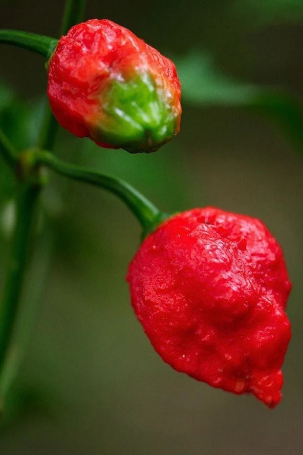 Ayc Botanik Dünyanın En Acısı Trinidad Scorpion Biber Tohumu / 10 Adet Tohum - 3