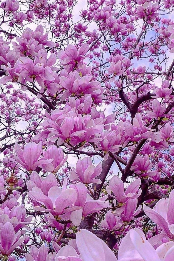 Ayc Botanik Yaprak Döken Pembe Manolya Ağacı Tohumu / 3 Adet Tohum - 4