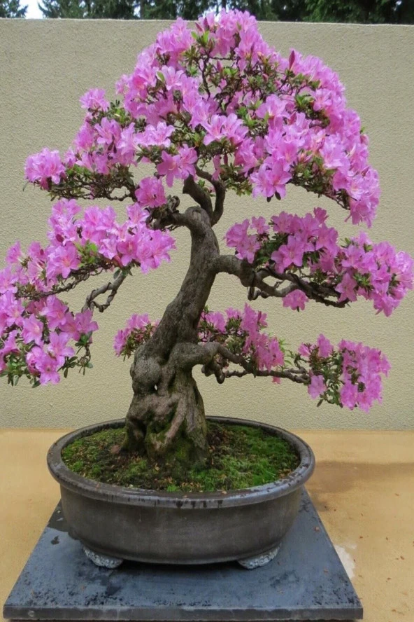Bonsai Bonzai Ağacı Tohumu 5 Adet