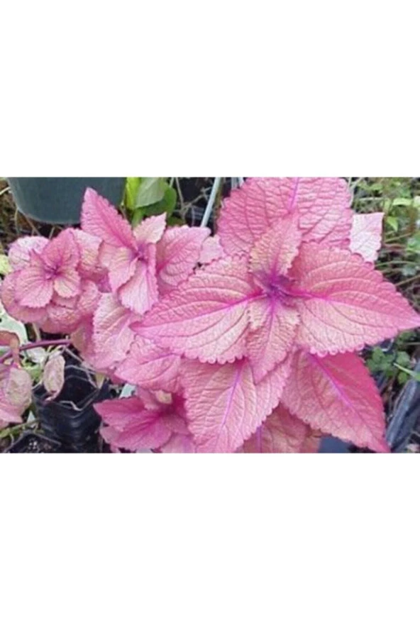 Soft Pembe Kolyos Yaprağı Tohumu (yaprağıgüzel) 10 15 Adet
