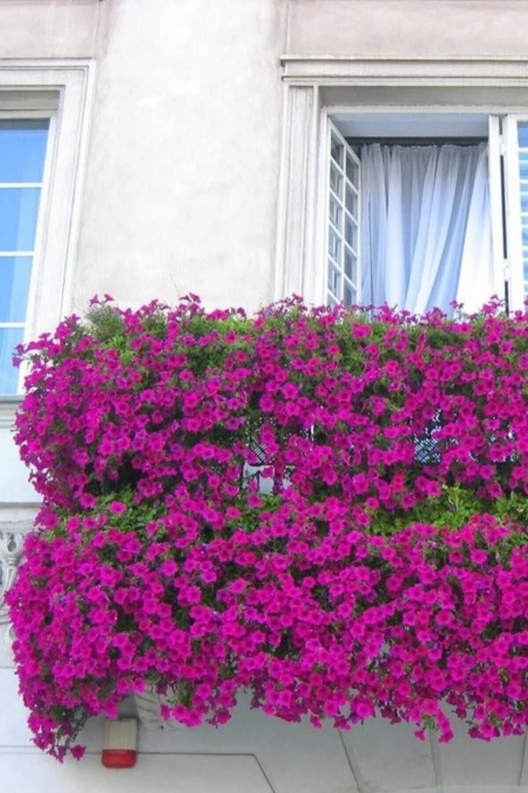 Sarkan Lobelya Tohumu Pembe 10 Adet