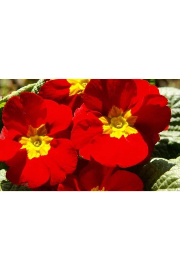 Ayc Botanik Kırmızı Renkli Çuha Çiçeği Tohumu 10 15 Adet