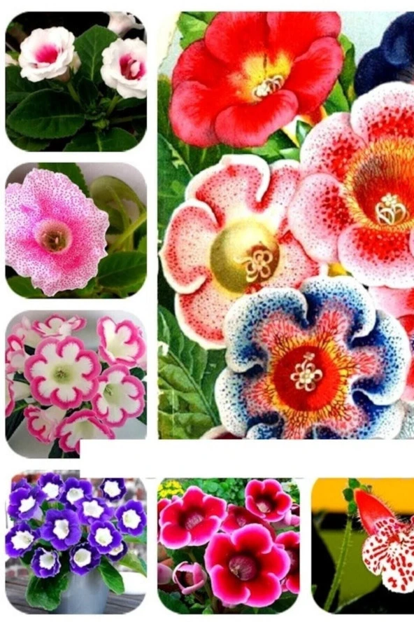 Ayc Botanik Bardak Menekşe Karışık Tohumu 5 Adet