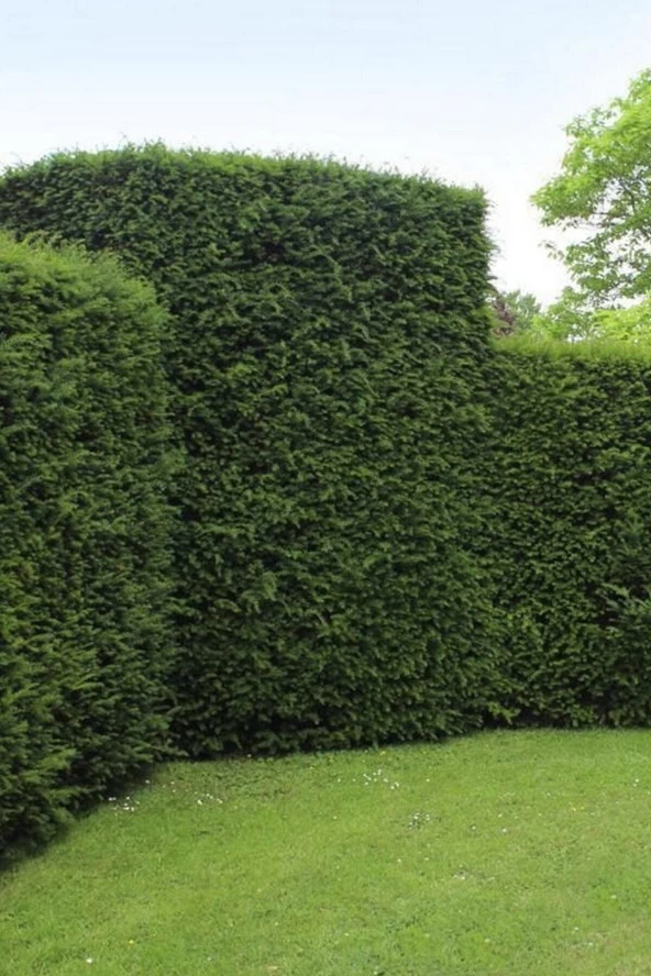 Ayc Botanik Leylandi Çamı Tohumu / 5 Adet Tohum - 2