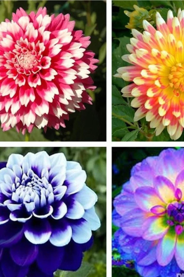 Dahlia Dalya Çiçeği Tohumu Özel Renk 10 Adet