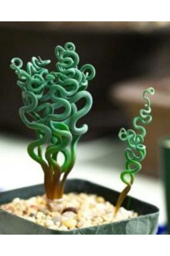 Trachyandra Spiral Çiçek Tohumu 10 15 Adet