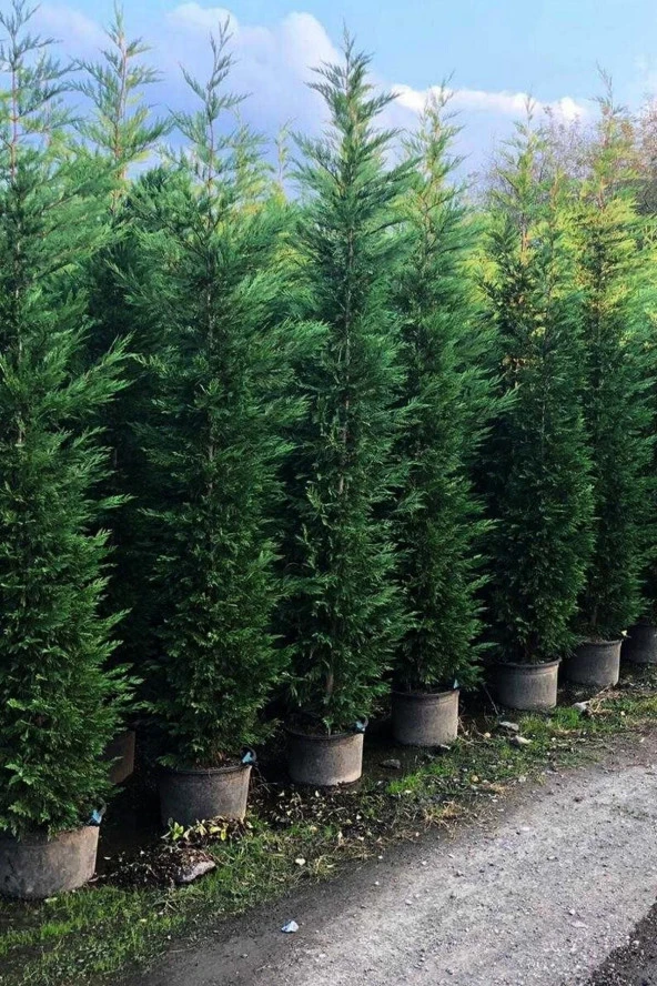 Ayc Botanik Leylandi Çamı Tohumu / 5 Adet Tohum - 4